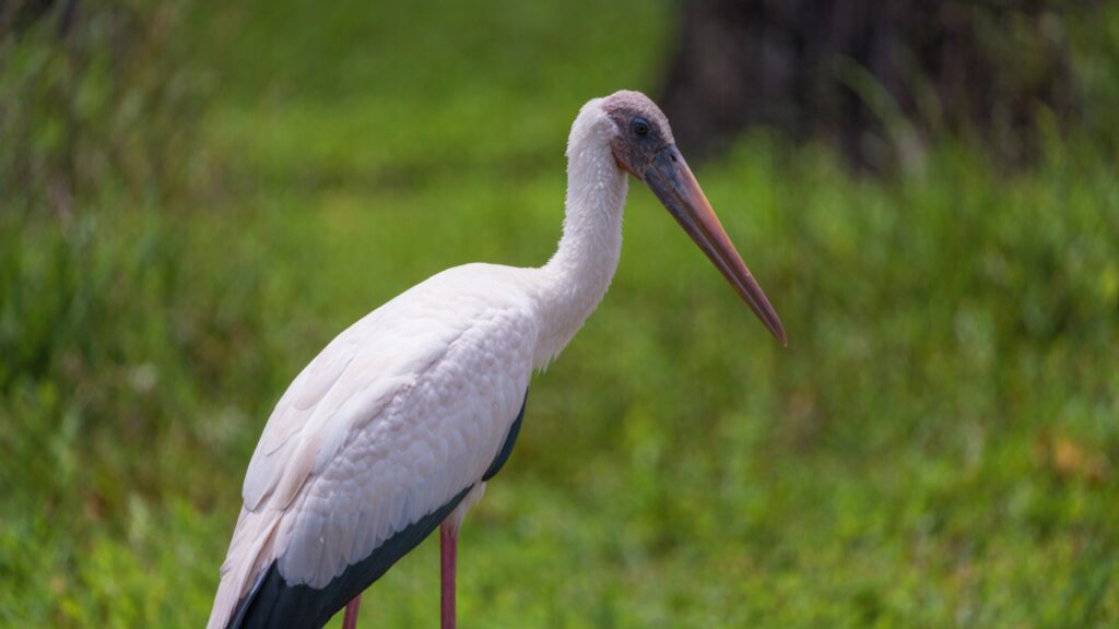 Where Wood Storks Gather Near Orlando's Lakes