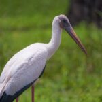 Where Wood Storks Gather Near Orlando's Lakes