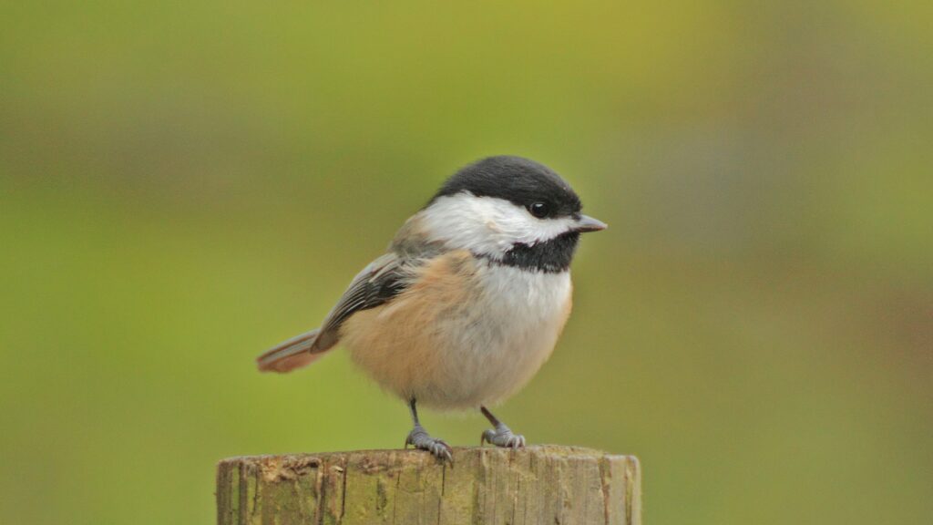 Black-capped Chickadee (Poecile atricapillus)