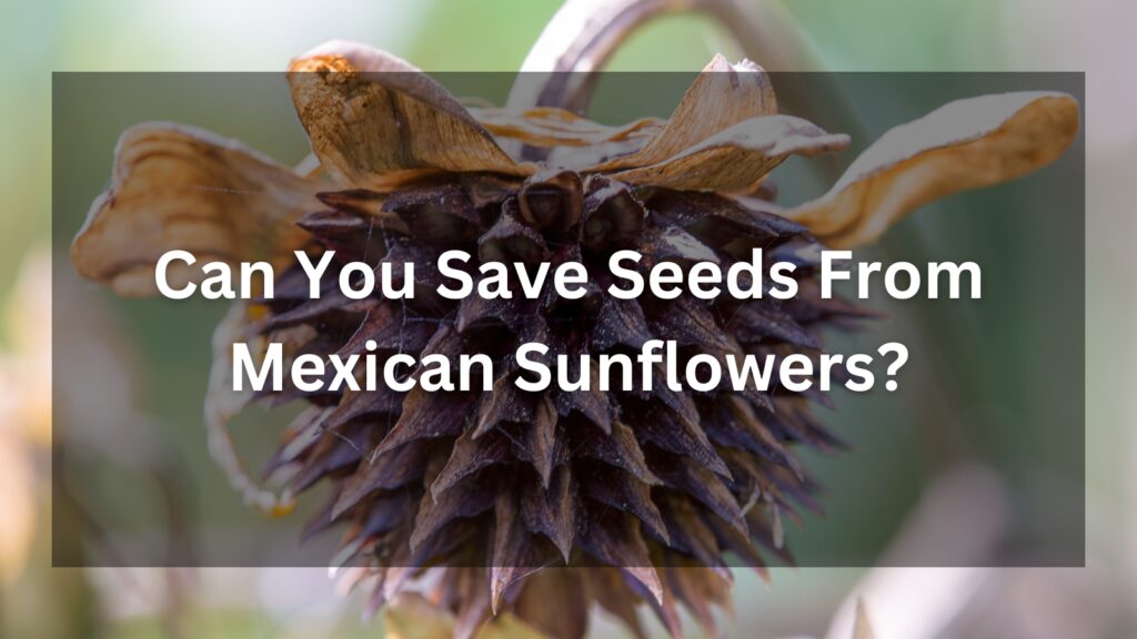 Can You Save Seeds From Mexican Sunflowers - (A Complete Guide)