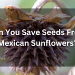 Can You Save Seeds From Mexican Sunflowers - (A Complete Guide)