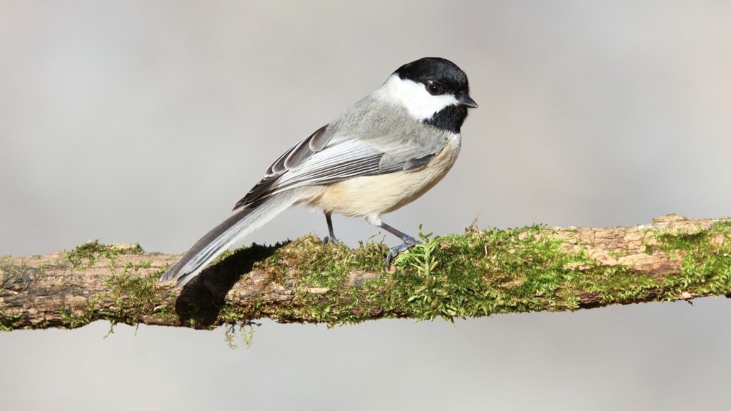 Carolina Chickadee (Poecile carolinensis)