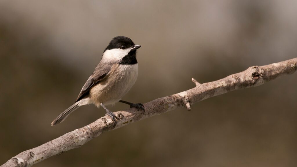 Gray-headed Chickadee (Poecile cinctus)