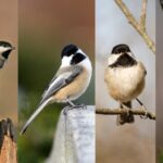 Meet the Seven Species of Chickadees in North America