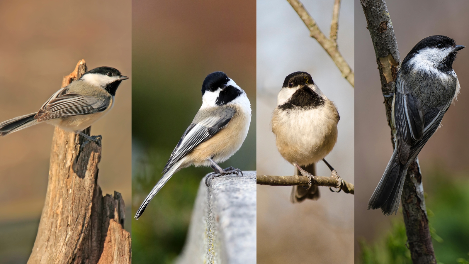 Meet the Seven Species of Chickadees in North America