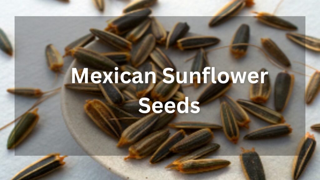 Mexican sunflower seeds_Tithonia rotundifolia