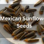 Mexican sunflower seeds_Tithonia rotundifolia