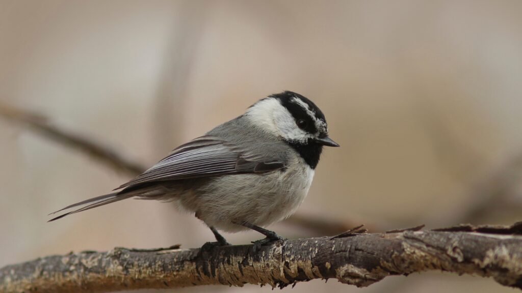 Mountain Chickadee (Poecile gambeli)