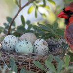 What Colour Are Northern Cardinal Eggs