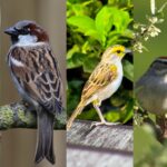23 Types of Sparrow Birds That You Should Know