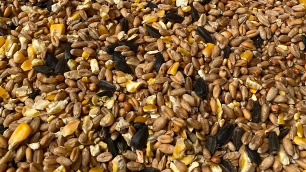 Wild Bird Food 20kg