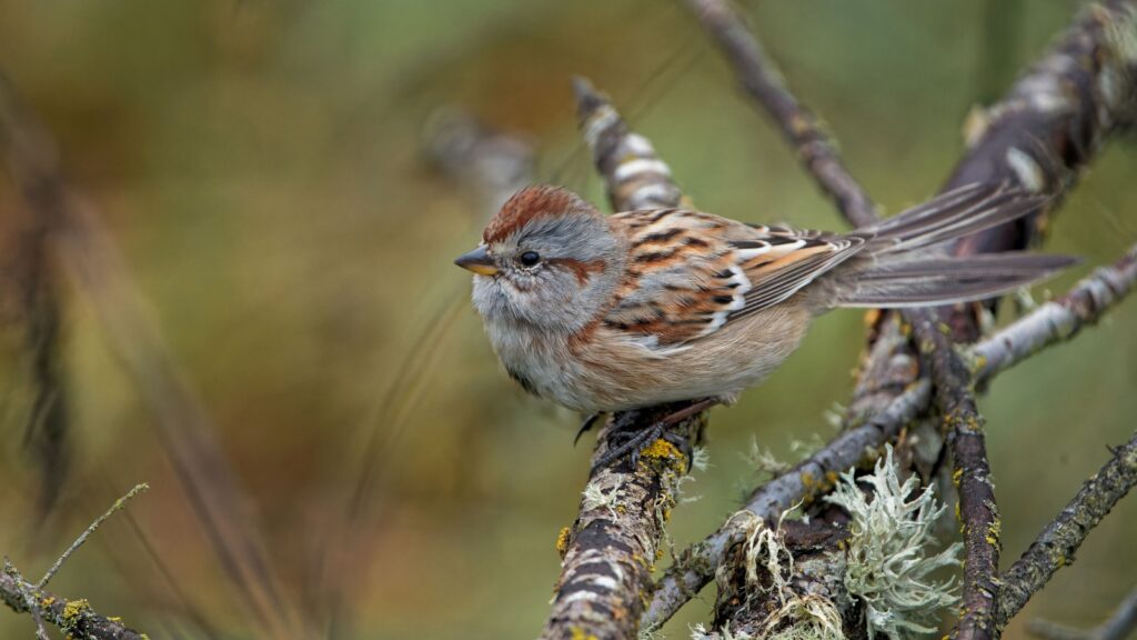 American Tree Sparrow (Spizelloides arborea) Sparrow Species Guide