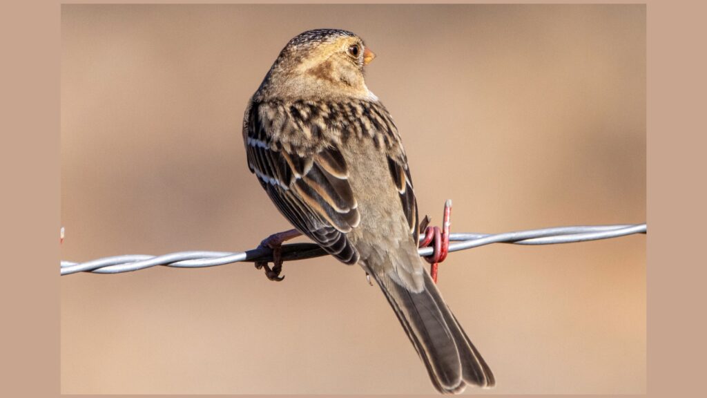 Bachman's Sparrow (Peucaea aestivalis)