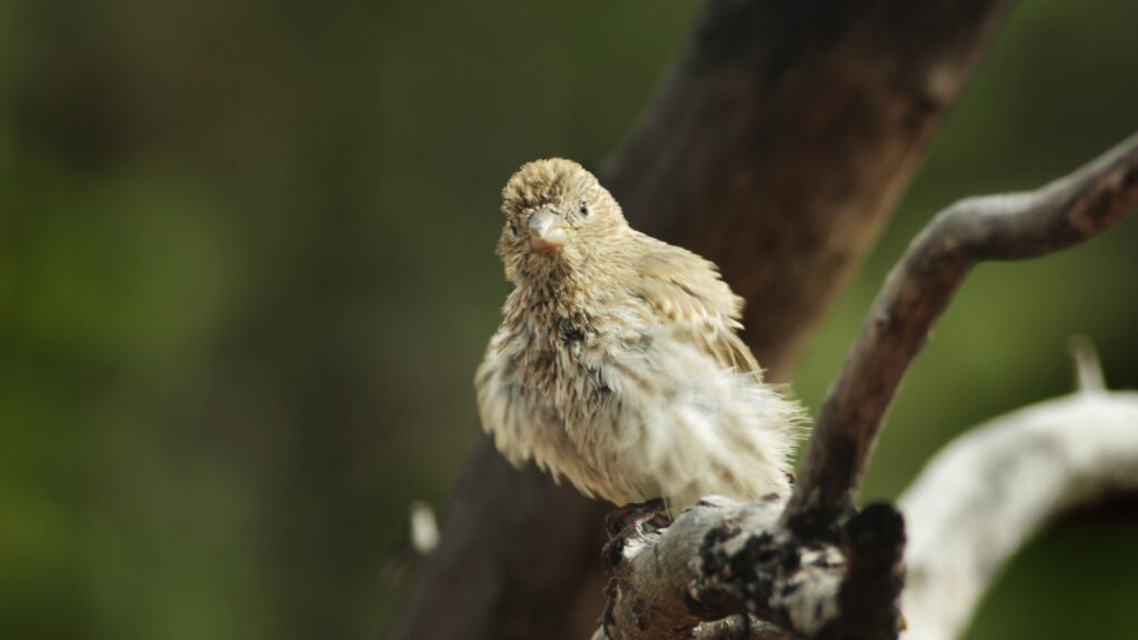 Brewer's Sparrow (Spizella breweri)