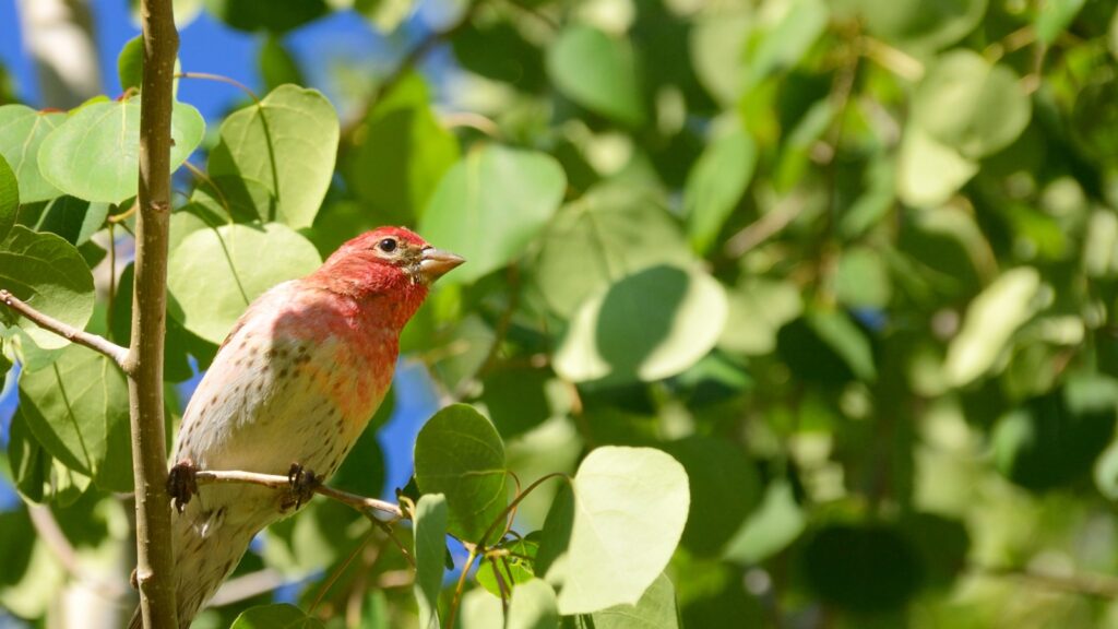 Cassin's Sparrow (Peucaea cassinii)
