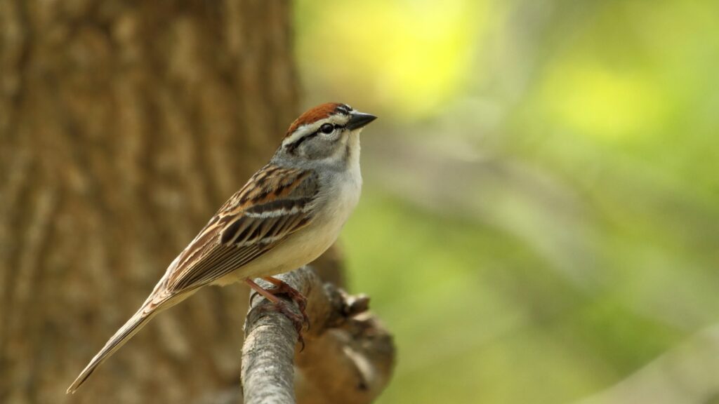 Chipping Sparrow (Spizella passerina) - Sparrow Species Guide