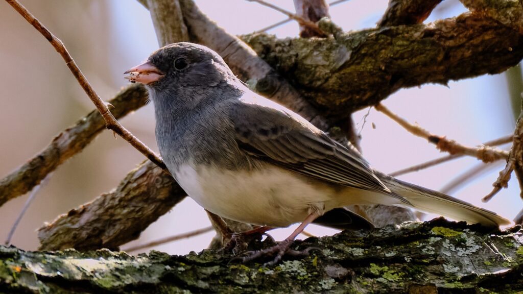 Dark-eyed Junco (Junco hyemalis) - Sparrow Species Guide