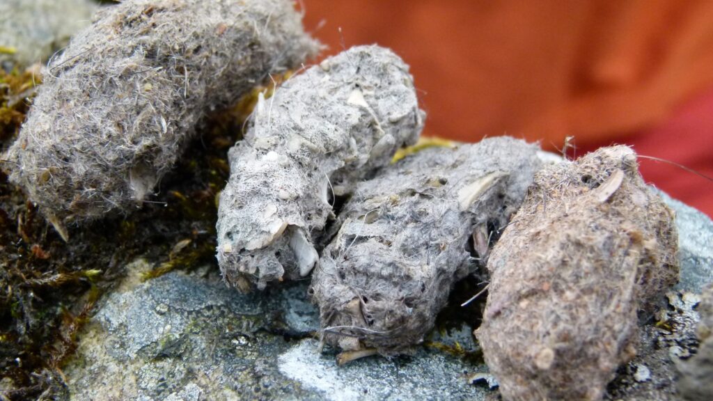 Different Types of Owl Pellets