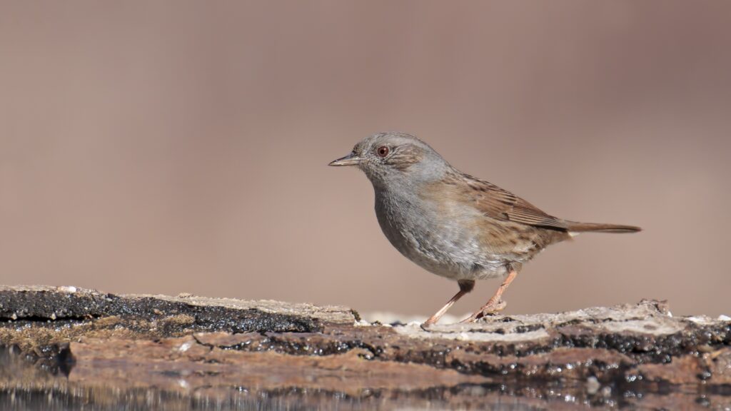 Dunnock Bird's Differences
