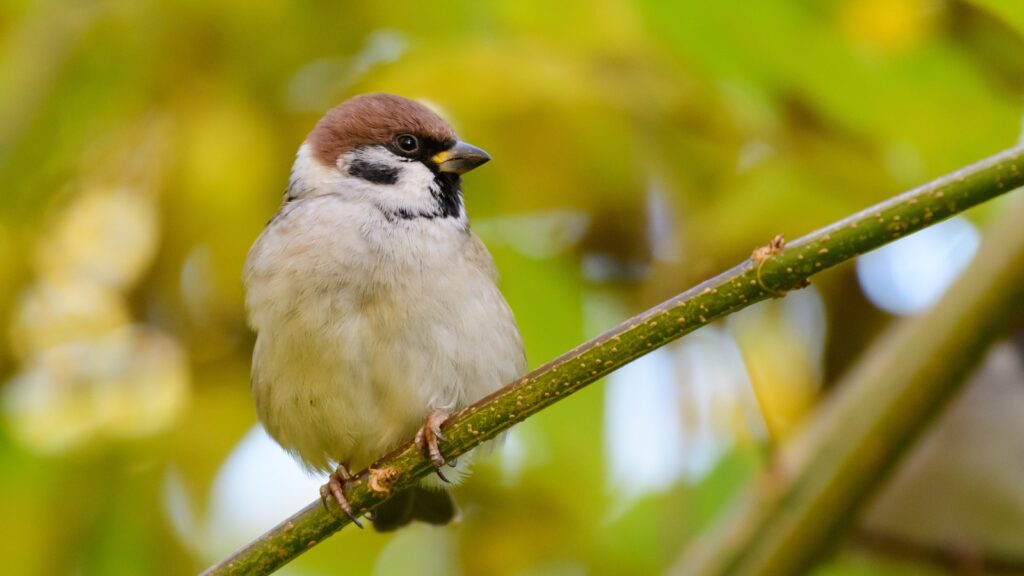 Eurasian Tree Sparrow (Passer montanus)