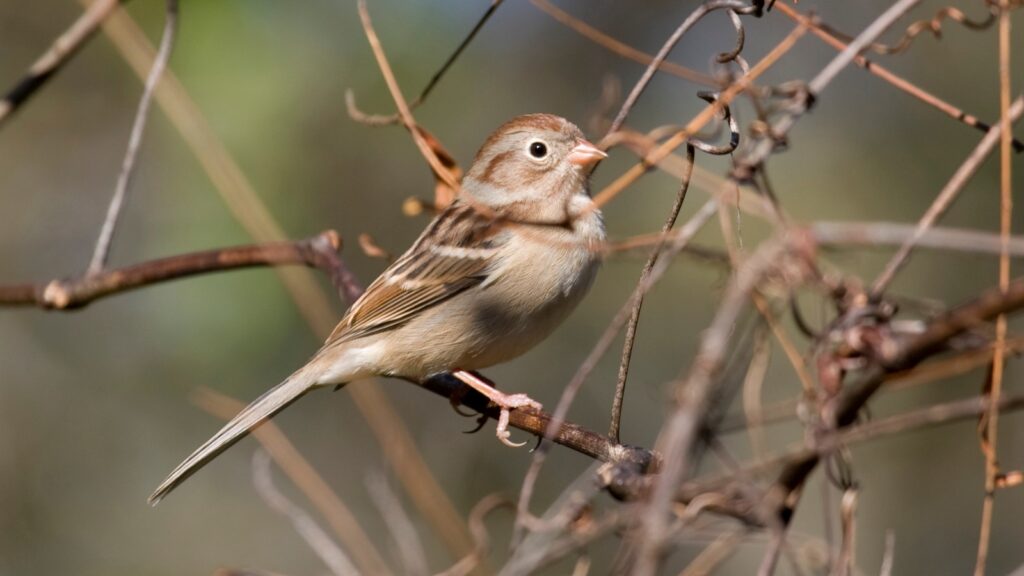 Field Sparrow (Spizella pusilla)