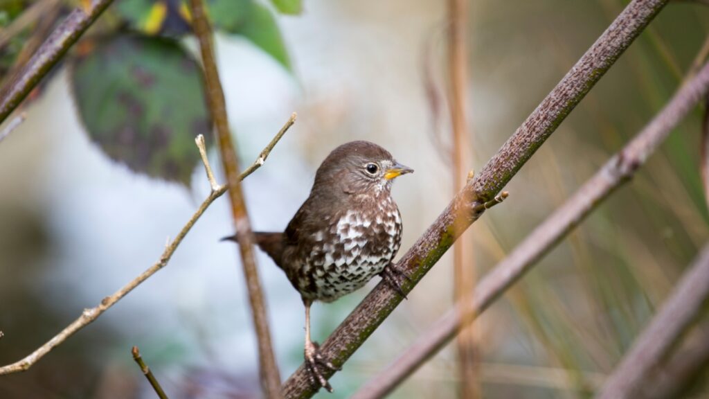 Fox Sparrow (Passerella iliaca)