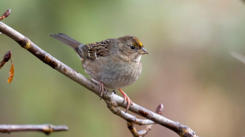 Golden-crowned Sparrow (Zonotrichia atricapilla)