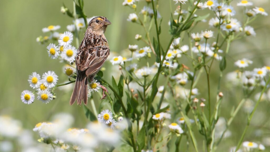Grasshopper Sparrow (Ammodramus savannarum)