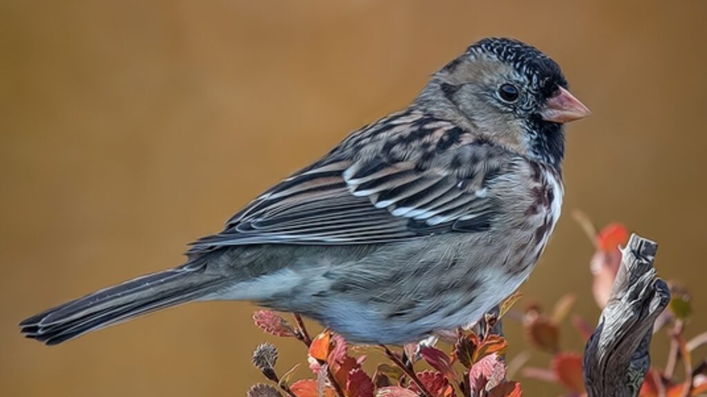 Harris's Sparrow (Zonotrichia querula)