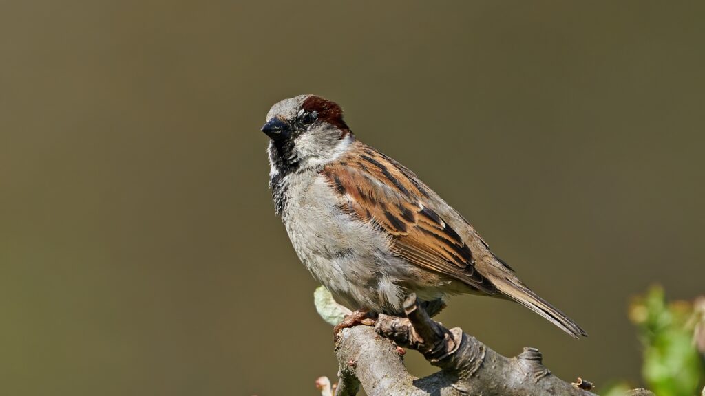Sparrow Species Guide - House Sparrow (Passer domesticus)
