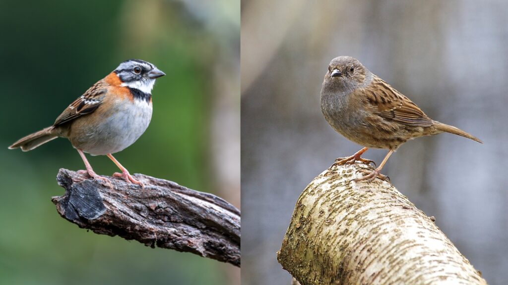 a Sparrow and a Dunnock
