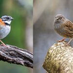 a Sparrow and a Dunnock