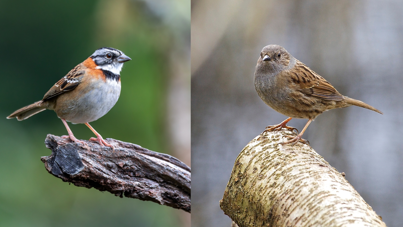 a Sparrow and a Dunnock