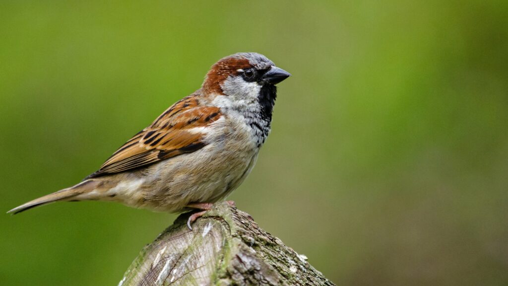 Is It Good to Have Sparrows in Your Garden