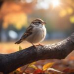 Is It Good to Have Sparrows in Your Garden - Benefits, Challenges, and Conservation