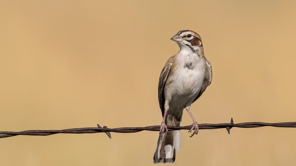 Lark Sparrow (Chondestes grammacus)