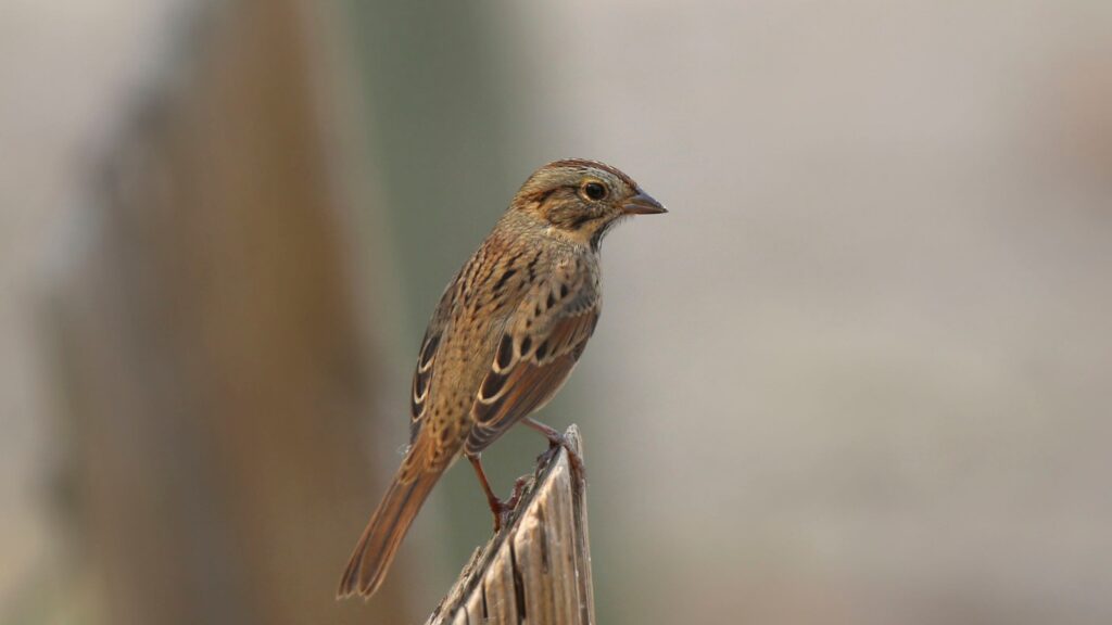 Lincoln's Sparrow (Melospiza lincolnii)