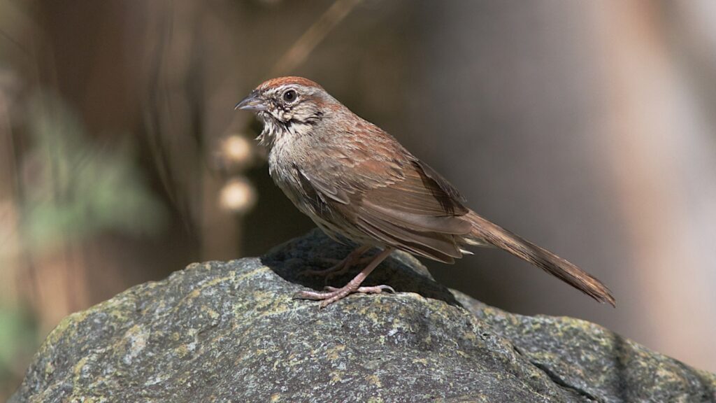 Rufous-crowned Sparrow (Aimophila ruficeps)