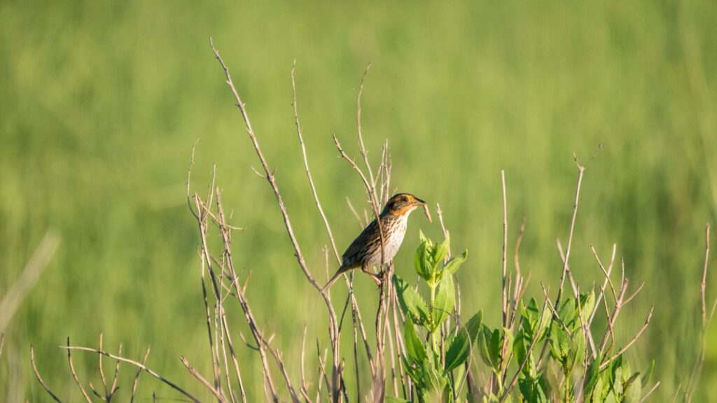 Saltmarsh Sparrow (Ammospiza caudacuta)