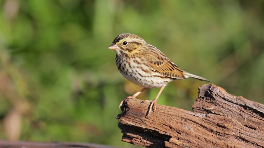 Savannah Sparrow (Passerculus sandwichensis) - Sparrow Species Guide