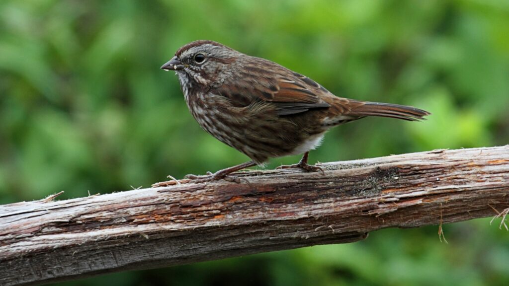 Song Sparrow (Melospiza melodia) - Sparrow Species Guide