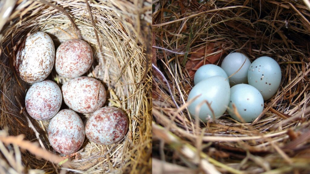 Sparrow and Dunnock eggs in Nests