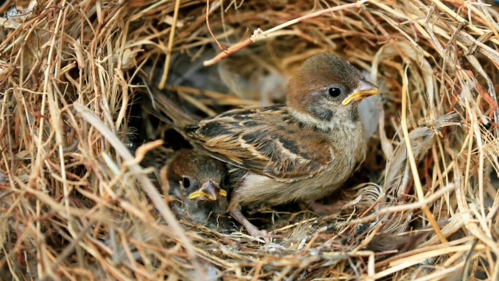 Sparrows Nesting and Breeding - Sparrow Species Guide