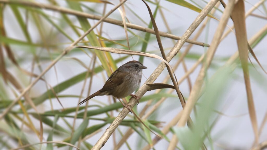Swamp Sparrow (Melospiza georgiana)