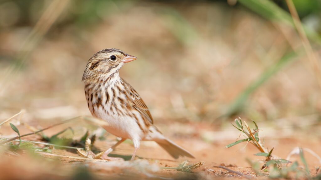 Vesper Sparrow (Pooecetes gramineus)