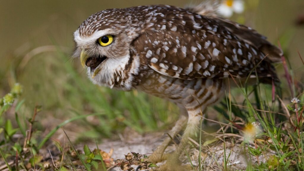 A small, ground-dwelling owl with mottled brown and white feathers and bright yellow eyes stands in short grass, leaning forward with its beak open to reveal a dark, compact owl pellet held between its upper and lower mandibles; the surrounding scene shows low vegetation and scattered wildflowers in soft focus.