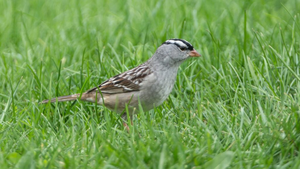 White-crowned Sparrow (Zonotrichia leucophrys)