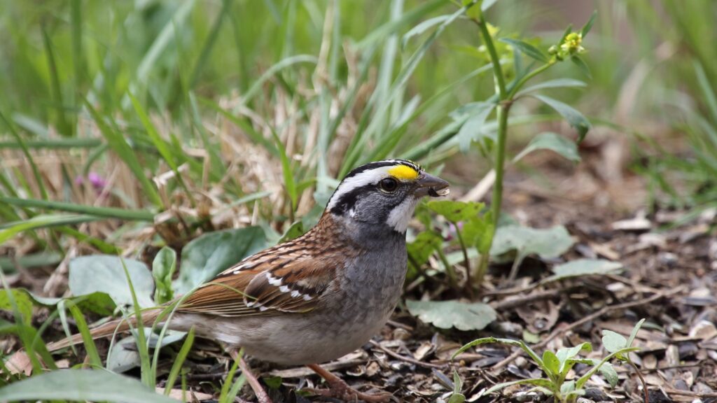 White-throated Sparrow (Zonotrichia albicollis) - Sparrow Species Guide