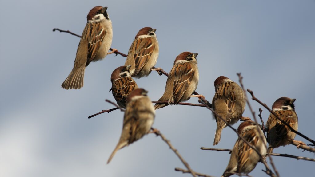 A flock of house sparrows perched in a row on bare tree branches against a cloudy sky. The image illustrates the birds' social behavior as multiple sparrows with rusty-brown backs and distinctive black and white head markings sit together, demonstrating their tendency to gather in groups.