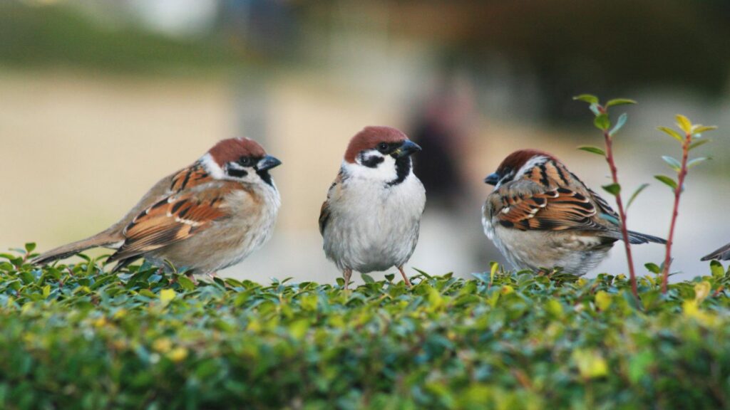 Three house sparrows perched on a green hedge. The birds display their characteristic features with rusty-brown caps, black bibs, and white cheek patches, showcasing their social nature as they gather closely together on the trimmed foliage.